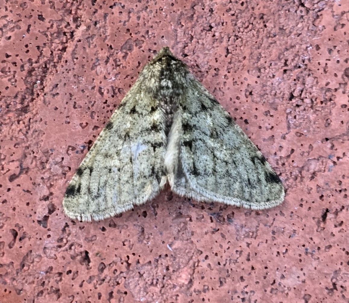 Photo of Pale Brindled Beauty (Phigalia pilosaria)